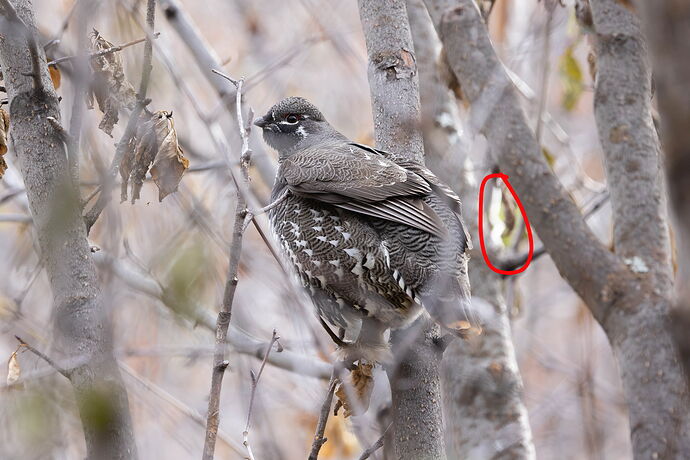 Cathy-Spruce Grouse v2 copy2