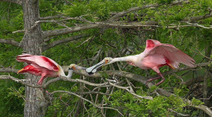 Roseate Spoonbill 22.jpg