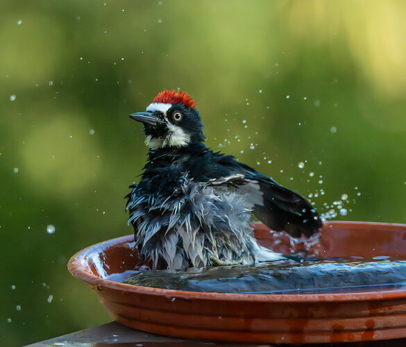 Original - BATHER.jpg