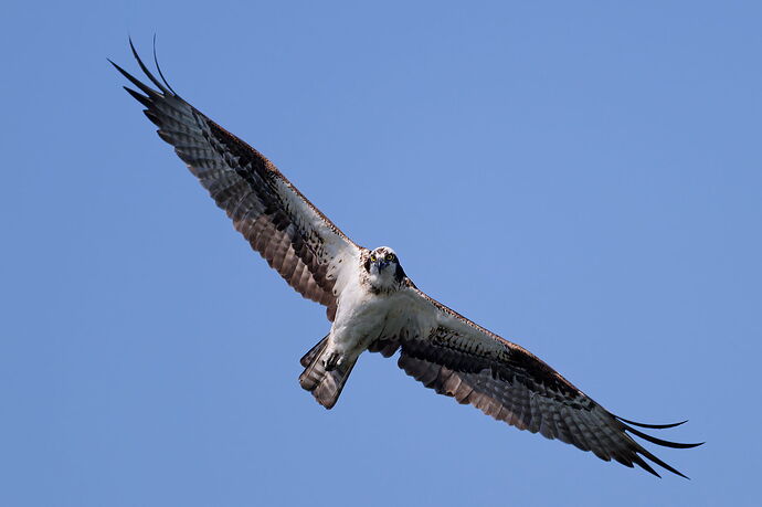 DSC_4530_DxO.jpg