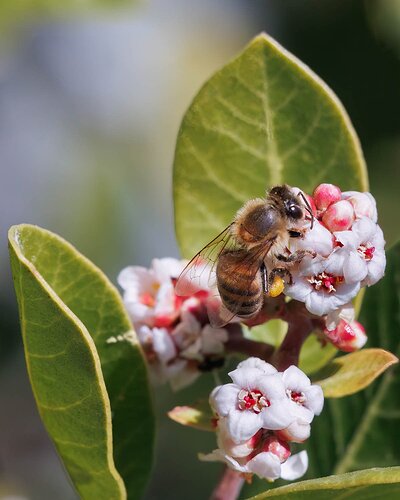 Environment of the bee