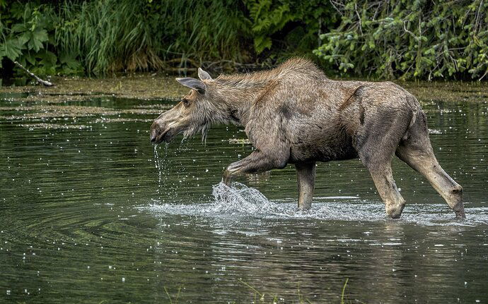 At Peace in the Pond