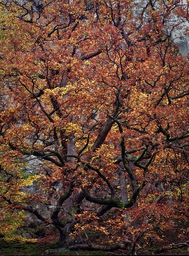 Autumn tree