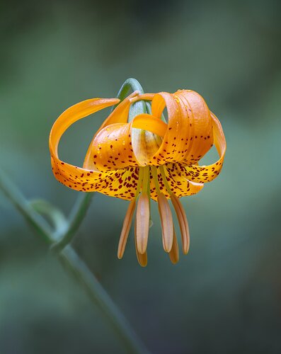 Lilium pardalinum