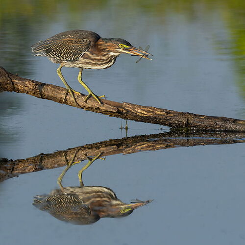 Green Heron 84