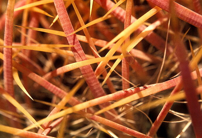 cactus.jpg