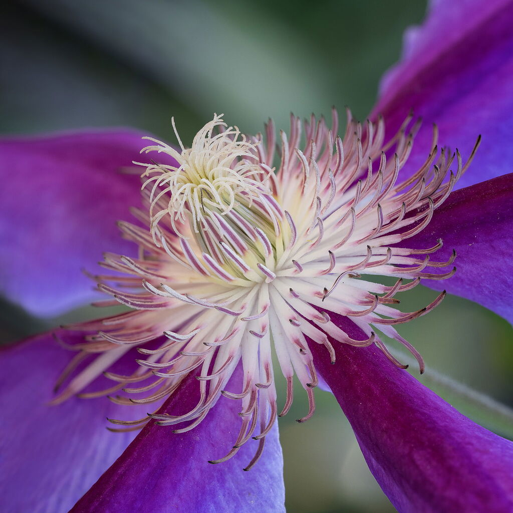 fireworks-macro-close-up-critiques-nature-photographers-network