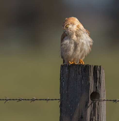 Not often I get to creep up on a sleeping Nankeen kestrel