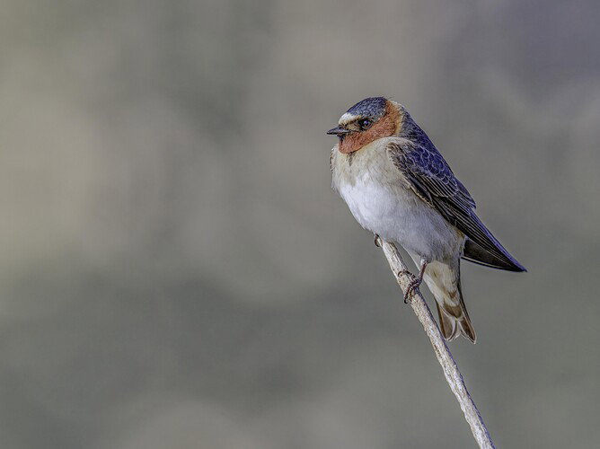 swallow 789.jpg