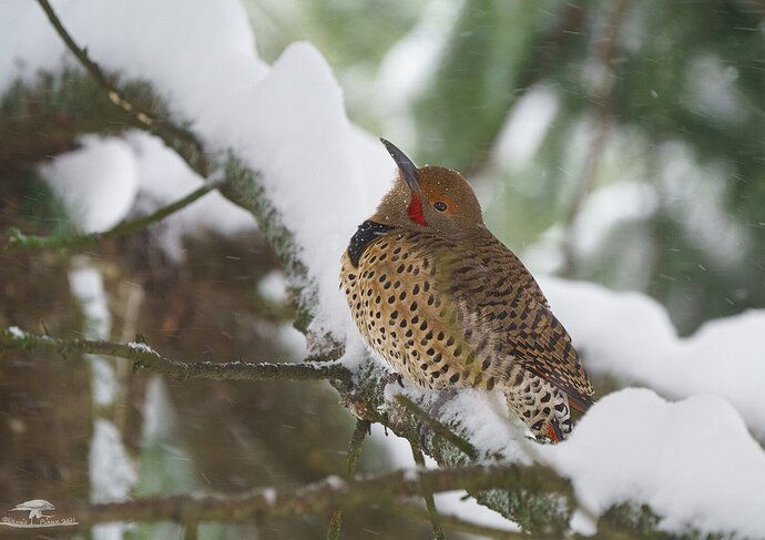 Northern Flicker-Red Shafted