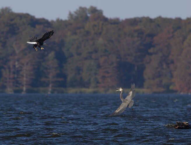Bald Eagle-heron 4.jpg