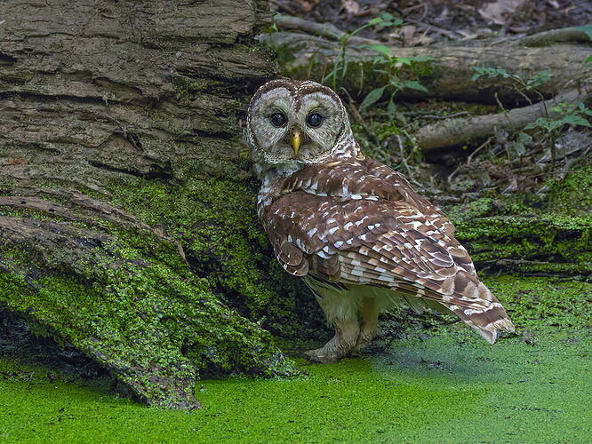 Barred Owl 8.jpg