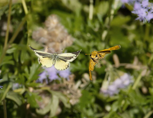 PA281537-001 Cropped.jpg