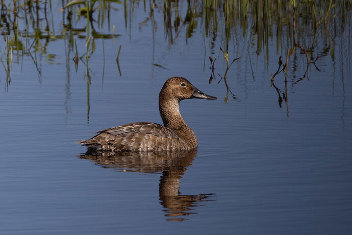 Canvasback-female-NPN