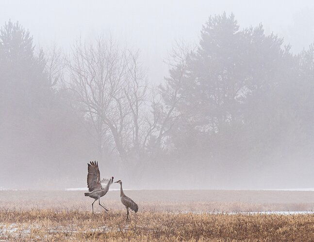 Dances in fog