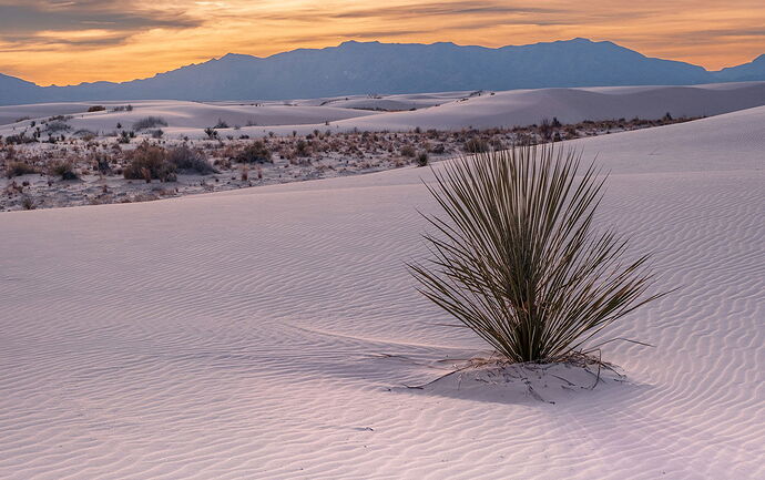 dcampbell-white-sands-np-2024-npn-rework2