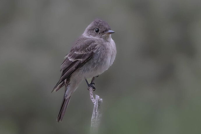 Western wood peewee-2.jpg