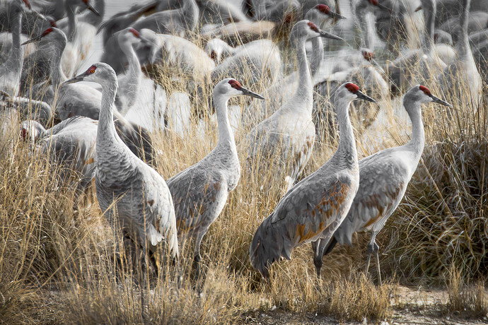 Cranes 34c-.jpg