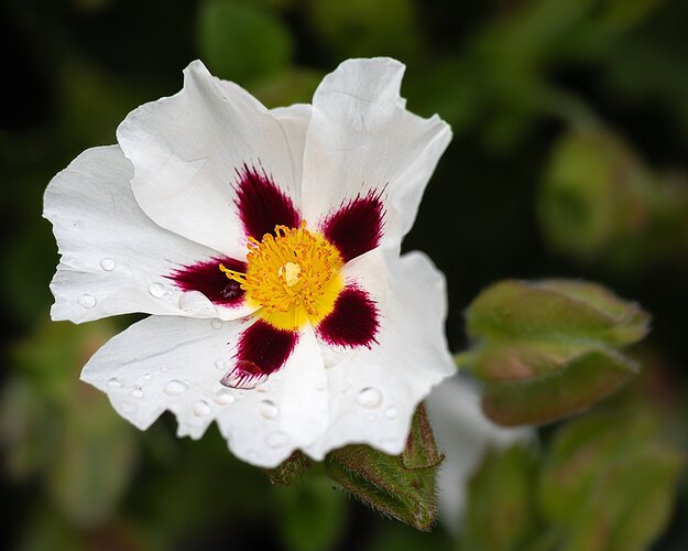 Pretty Flower