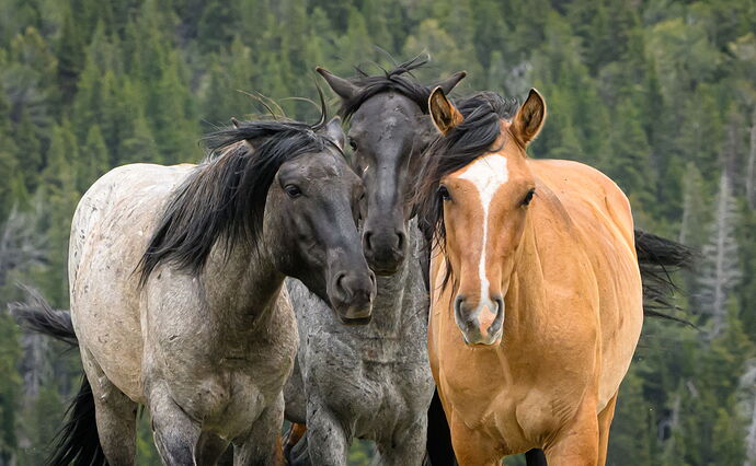 Tres Caballos.jpg