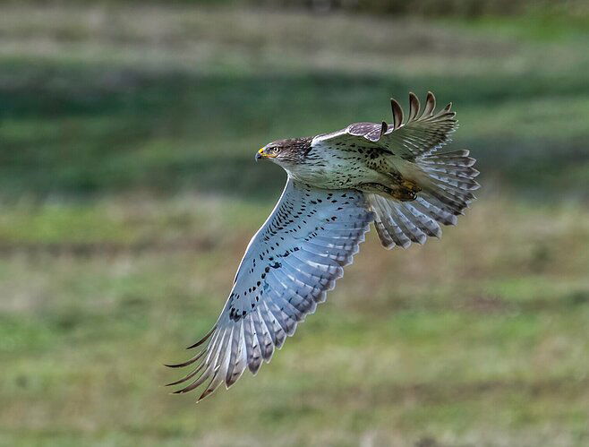 Flapping Ferruginous