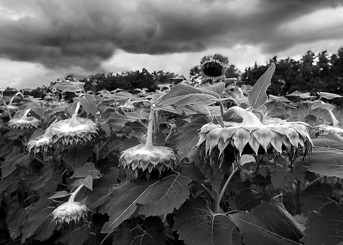 Original - Sunflowers Under Storm Clouds 864A2667.jpg