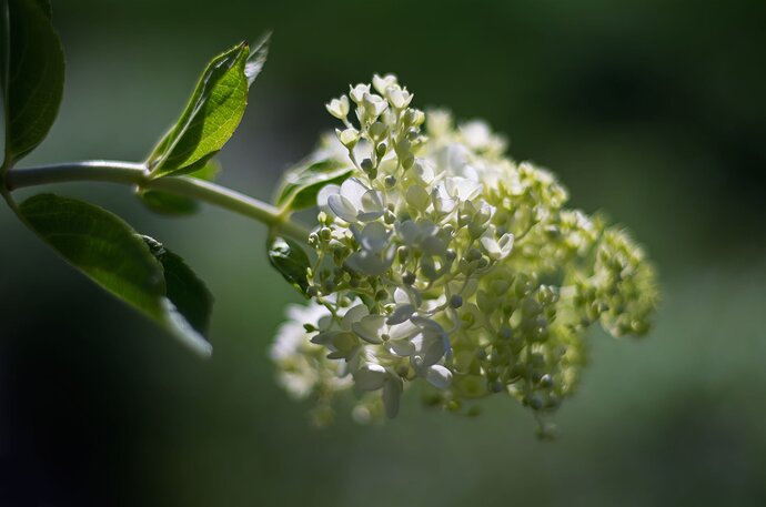 Hydrangea paniculata