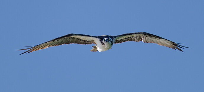 Original - _DSC1585_DxO.jpg