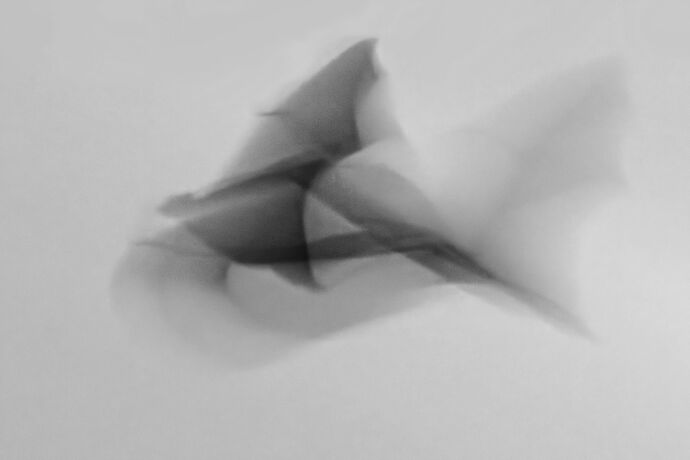 _MG_2241_Fruit bats 1s.jpg