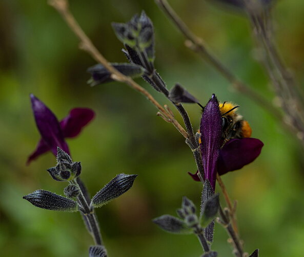 bee-03314