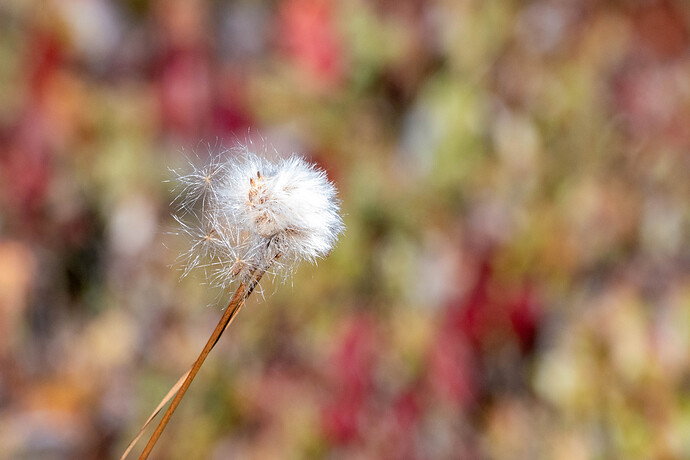 Original - DSC_7428.jpg
