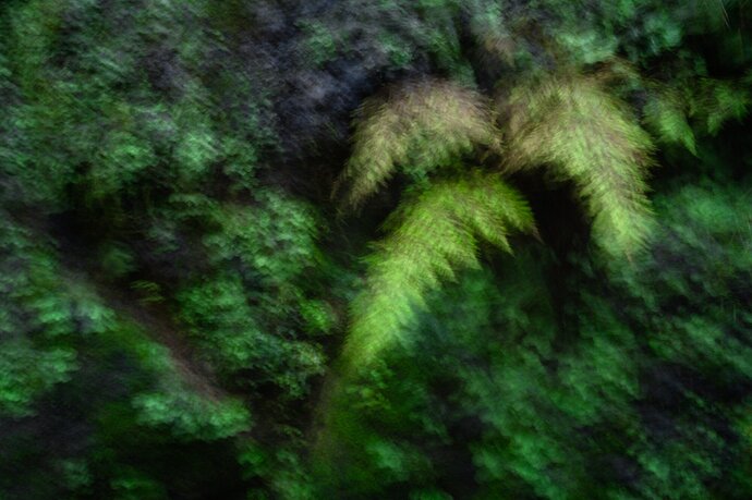 Trembling Ferns