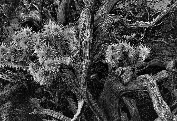 Cholla with Manzanita, Joshua Tree NP.JPG