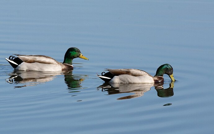 Mallards