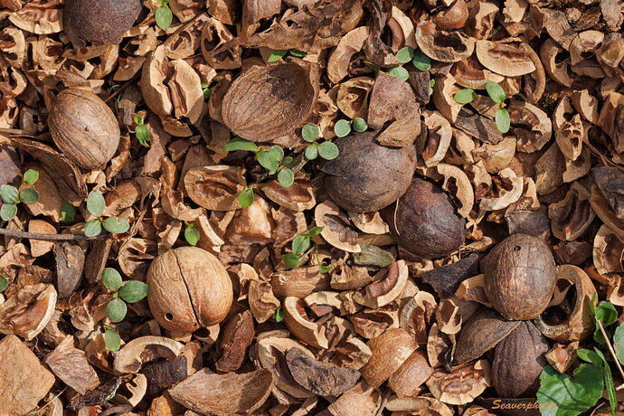 Squirrel's Dinner Leftovers.jpg