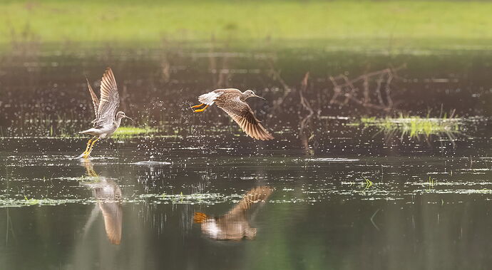 Greater Yellowlegs-NPN.jpg