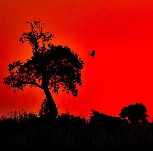 Sunseet on the Chobe River WEB