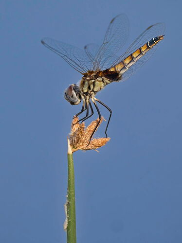 female marl pennant-_66A0160
