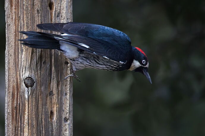 20250919_bird 9211.jpg