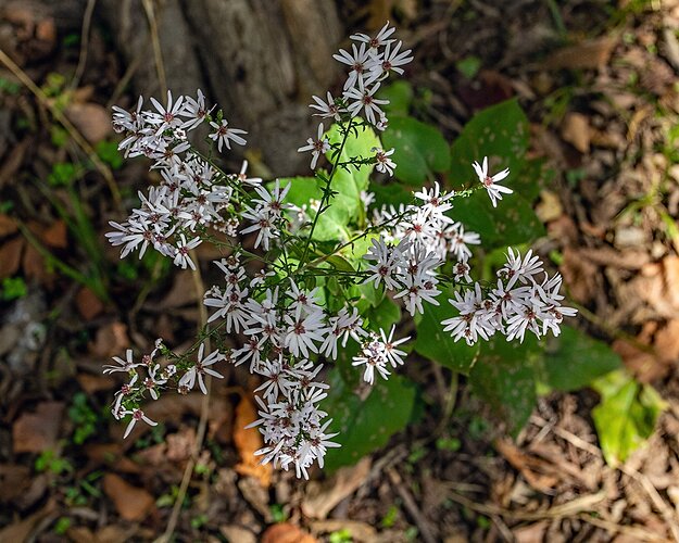 Drummond's Aster  (Symphyotrichum drummondii)