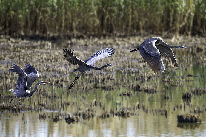 Post_NPN_Critique_Flattened_Working_Heron Composite Smaller Birds