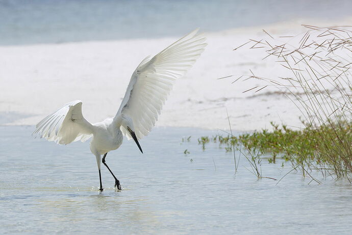 Reddish Egret 6.jpg