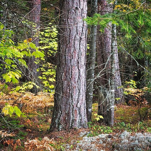 Algonquin-Red-Pine-II3000_copy