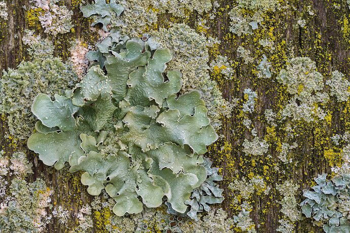 Lichen1
