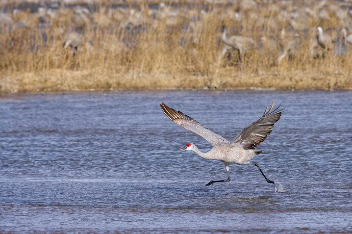 RSandor_2023_03_14_0267 copySandhill Takeoff.jpg