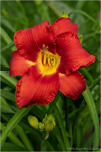Big-Red-One2026-04-26-18-21-38-(C,S4)A7r3-26.jpg