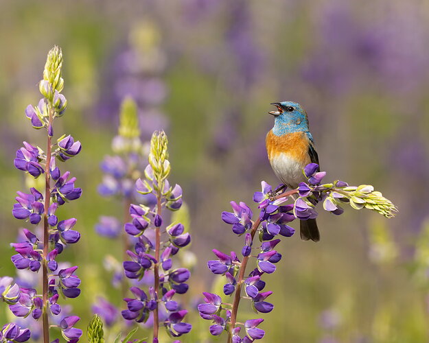 Lazuli Bunting #1-NPN.jpg