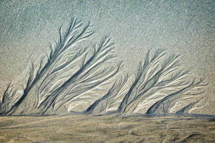 Windswept.jpg