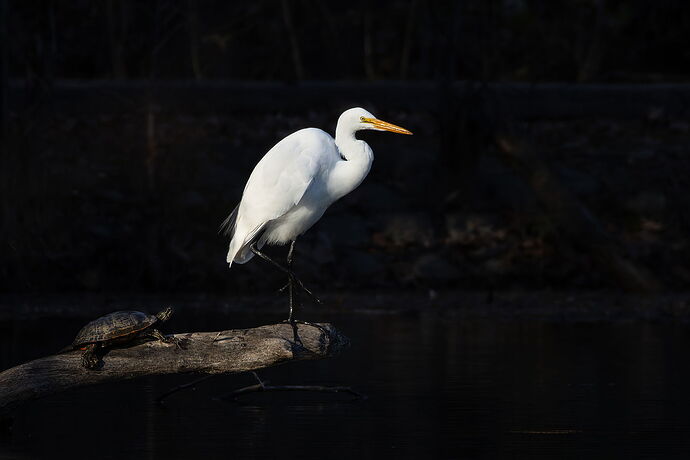 Great Egret 95.jpg