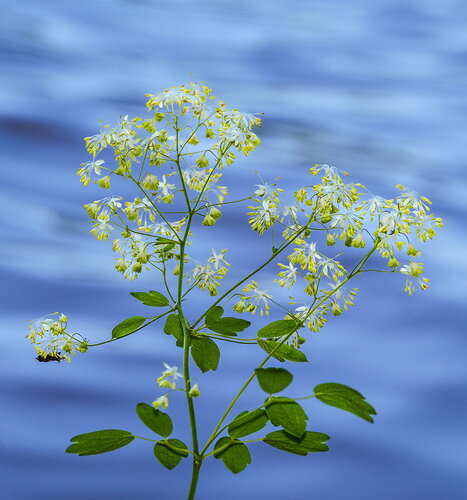 Thalictrum dasycarpum